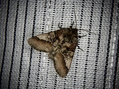 Protomiselia bilinea