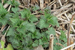 Urtica dioica