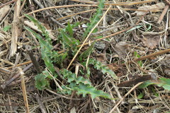 Rumex