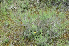 Gypsophila struthium