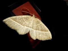 Rhynchobapta cervinaria