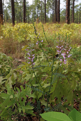 Astragalus michauxii