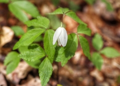 Anemonoides quinquefolia