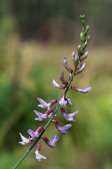 Astragalus michauxii