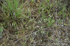 Bombycilaena discolor