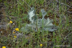 Salvia aethiopis