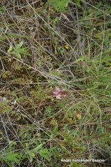 Onobrychis humilis matritensis