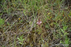 Onobrychis humilis matritensis