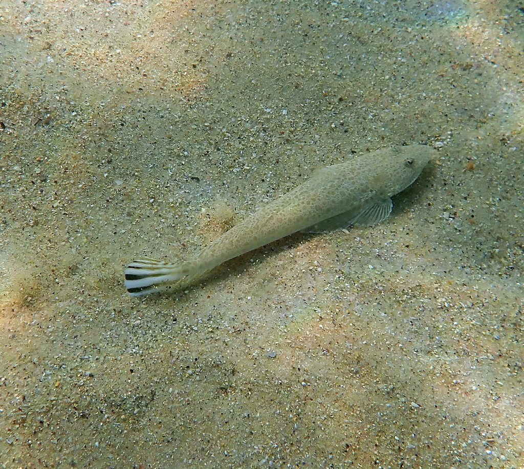 northern-sand-flathead-fishes-of-cabbage-tree-bay-aquatic-reserve