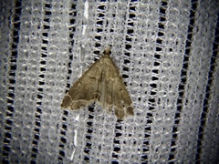 Diplopseustis perieresalis
