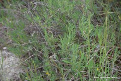 Gypsophila struthium