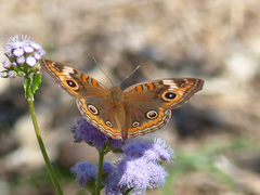 Junonia neildi varia