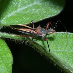 Scipinia arenacea