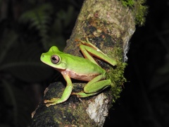 Quilticohyla acrochorda