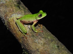 Quilticohyla acrochorda