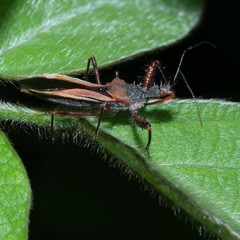 Scipinia arenacea