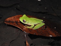 Quilticohyla acrochorda