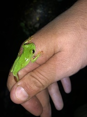 Quilticohyla acrochorda