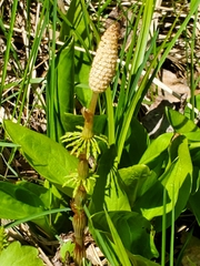 Equisetum sylvaticum