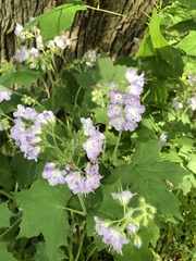 Hydrophyllum appendiculatum