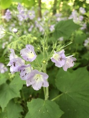 Hydrophyllum appendiculatum