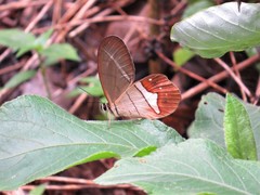 Pierella nereis