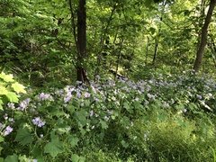 Hydrophyllum appendiculatum