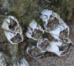Amphibalanus eburneus