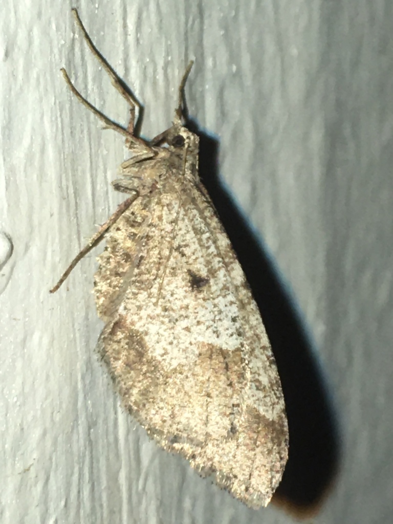 Stamnodes affiliata