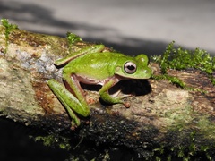 Quilticohyla acrochorda