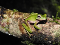 Quilticohyla acrochorda