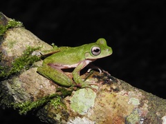 Quilticohyla acrochorda