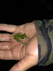 Quilticohyla acrochorda