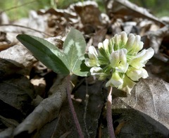 Trifolium virginicum