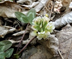 Trifolium virginicum