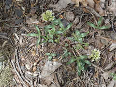 Trifolium virginicum