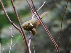 Psarocolius atrovirens