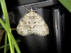 Trichopterigia consobrinaria