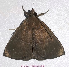 Hypena munda
