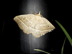 Rhynchobapta cervinaria