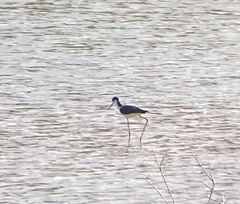 Himantopus mexicanus