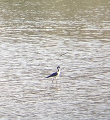 Himantopus mexicanus