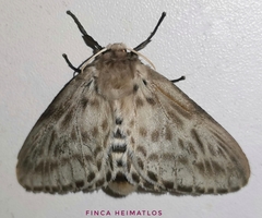 Podalia gamelia