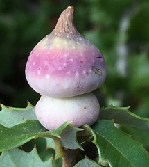 Heteroecus sanctaeclarae