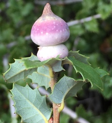 Heteroecus sanctaeclarae