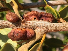 Disholandricus chrysolepidis