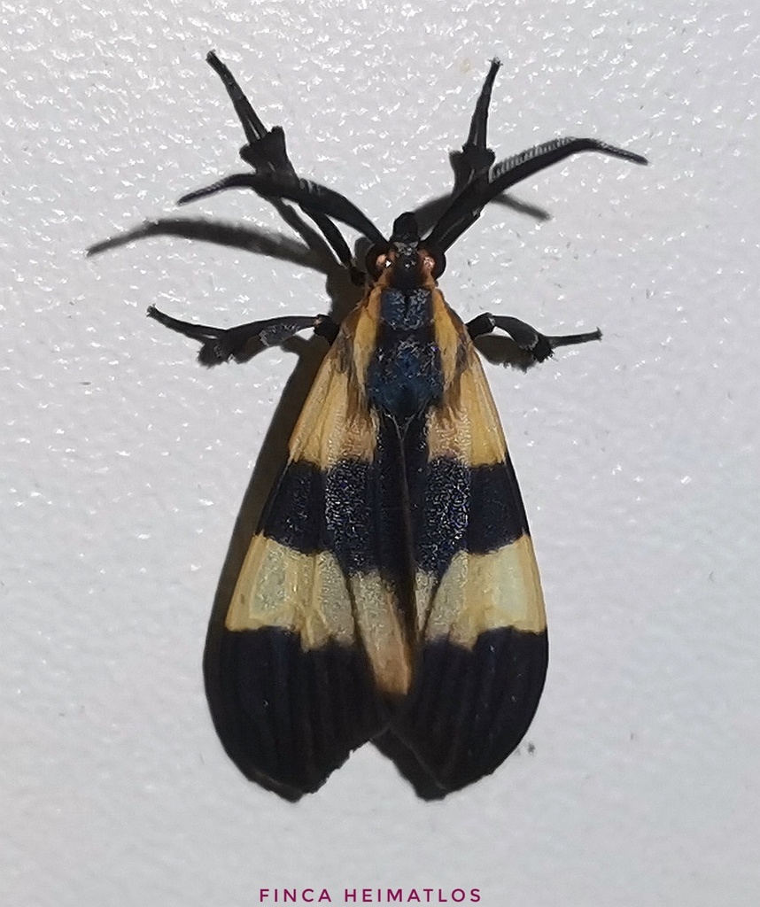 Correbidia assimilis
