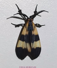 Correbidia assimilis