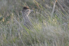 Nothoprocta cinerascens