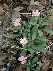 Silene hookeri